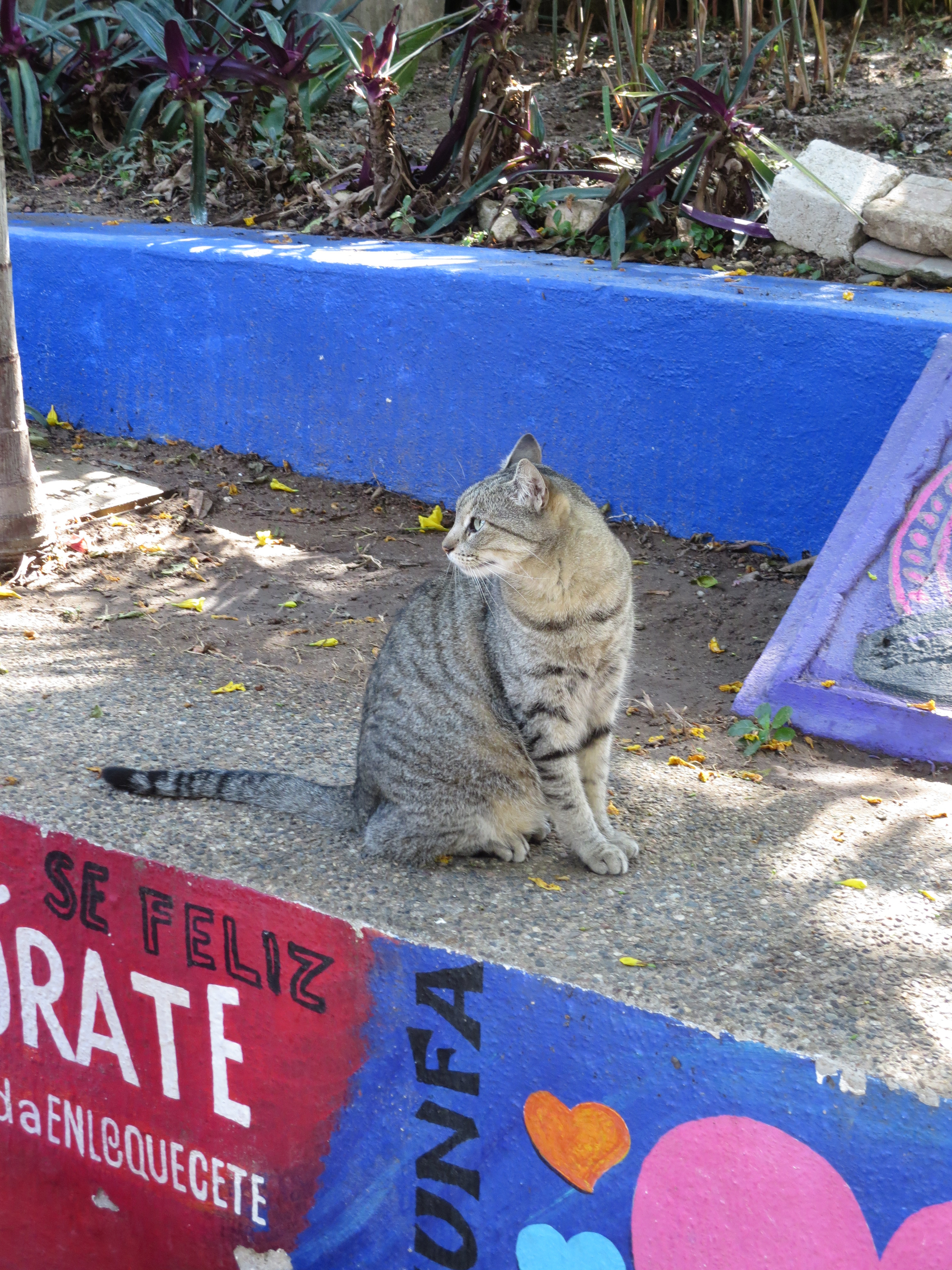 Picture of a stray cat sitting down, tail stretched out with its head looking towards it. The cat sits apon painted concrete stairs.