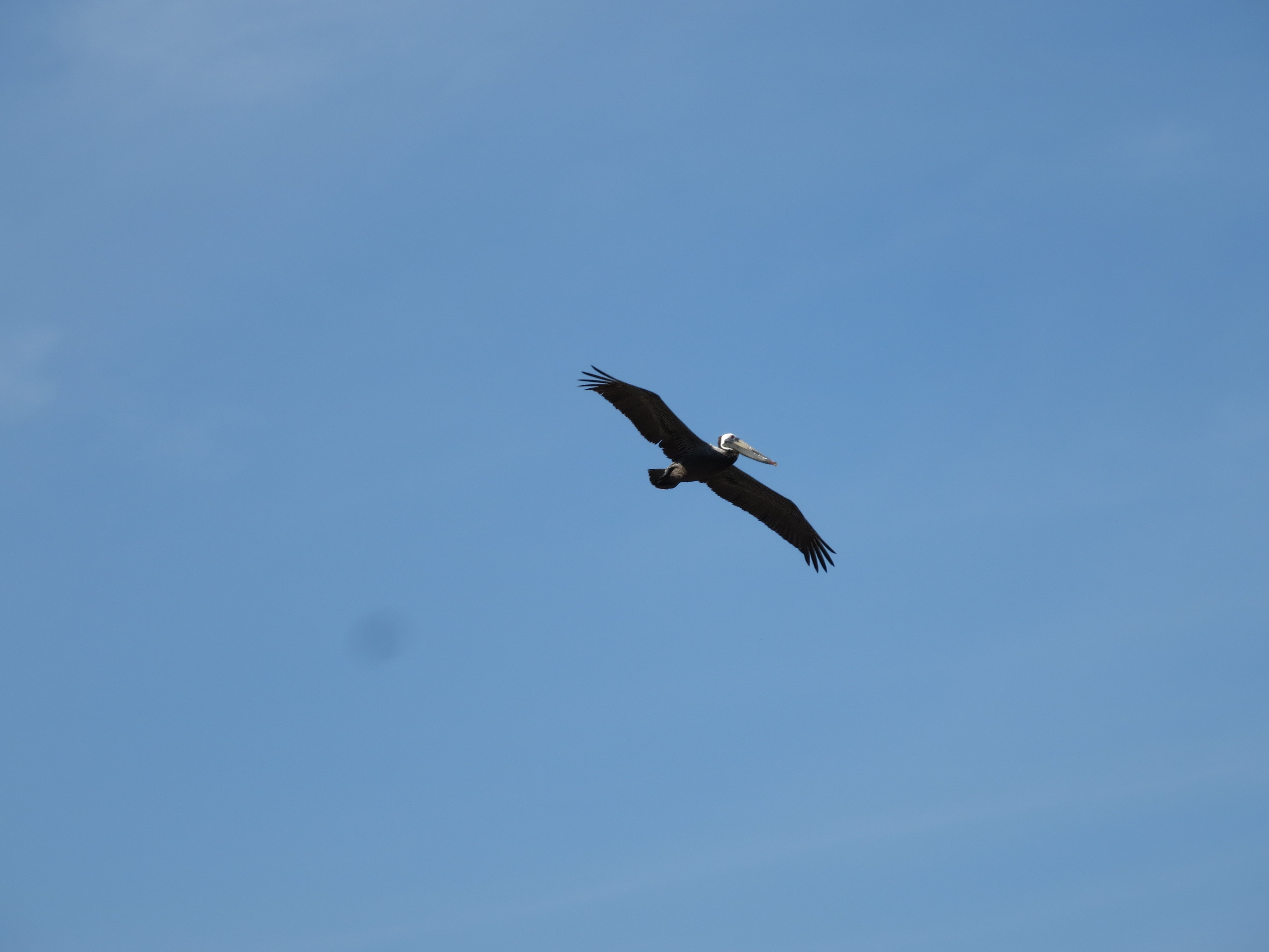A really badass picutre of a pelican flying straight, with its wings stretched wide across. If you're reading this, I'm sorry you can't see this picutre. It's fucking awesome.