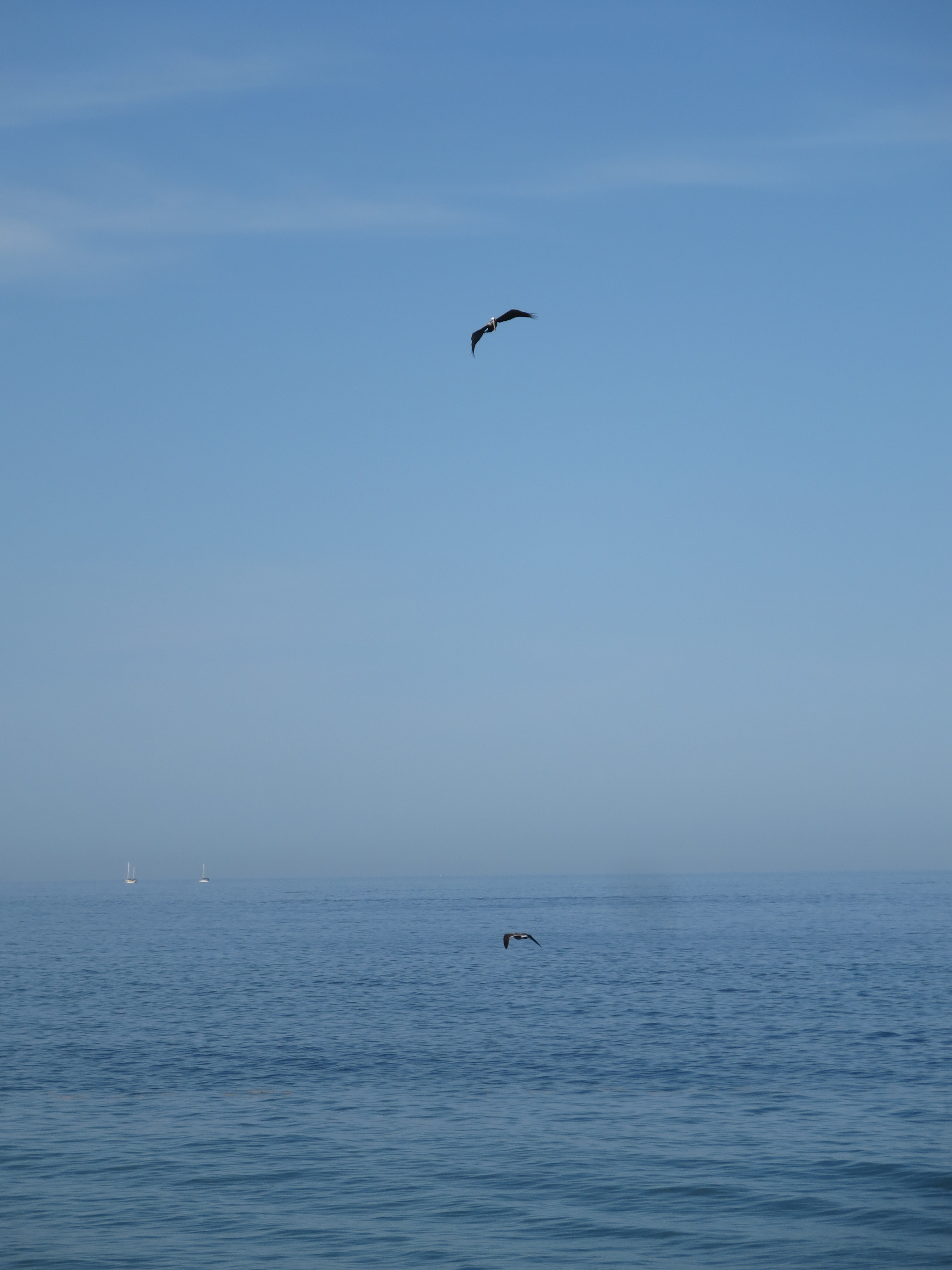 Picture of a pelican flying above another pelican, both hunting for fish, over the ocean. Some boats are visible in the background.